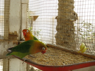 My Baghdad birds